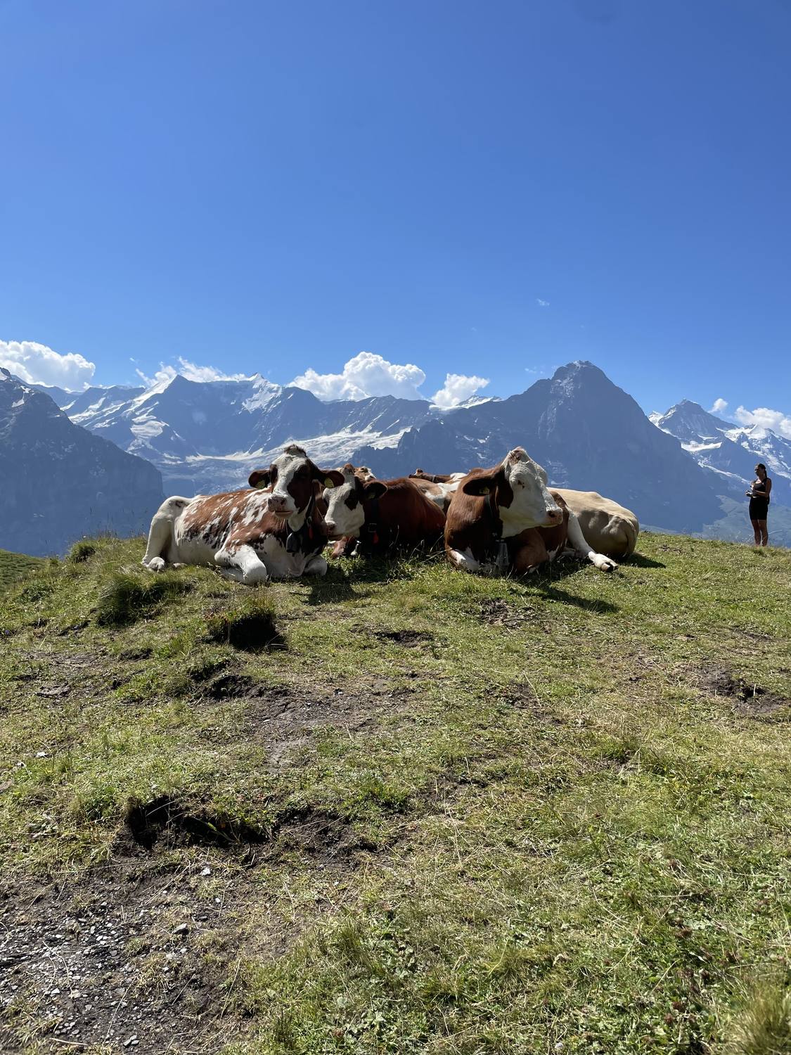 Cows resting on an alpine pasture above Grindelwald, the Eiger and Schreckhorn behind