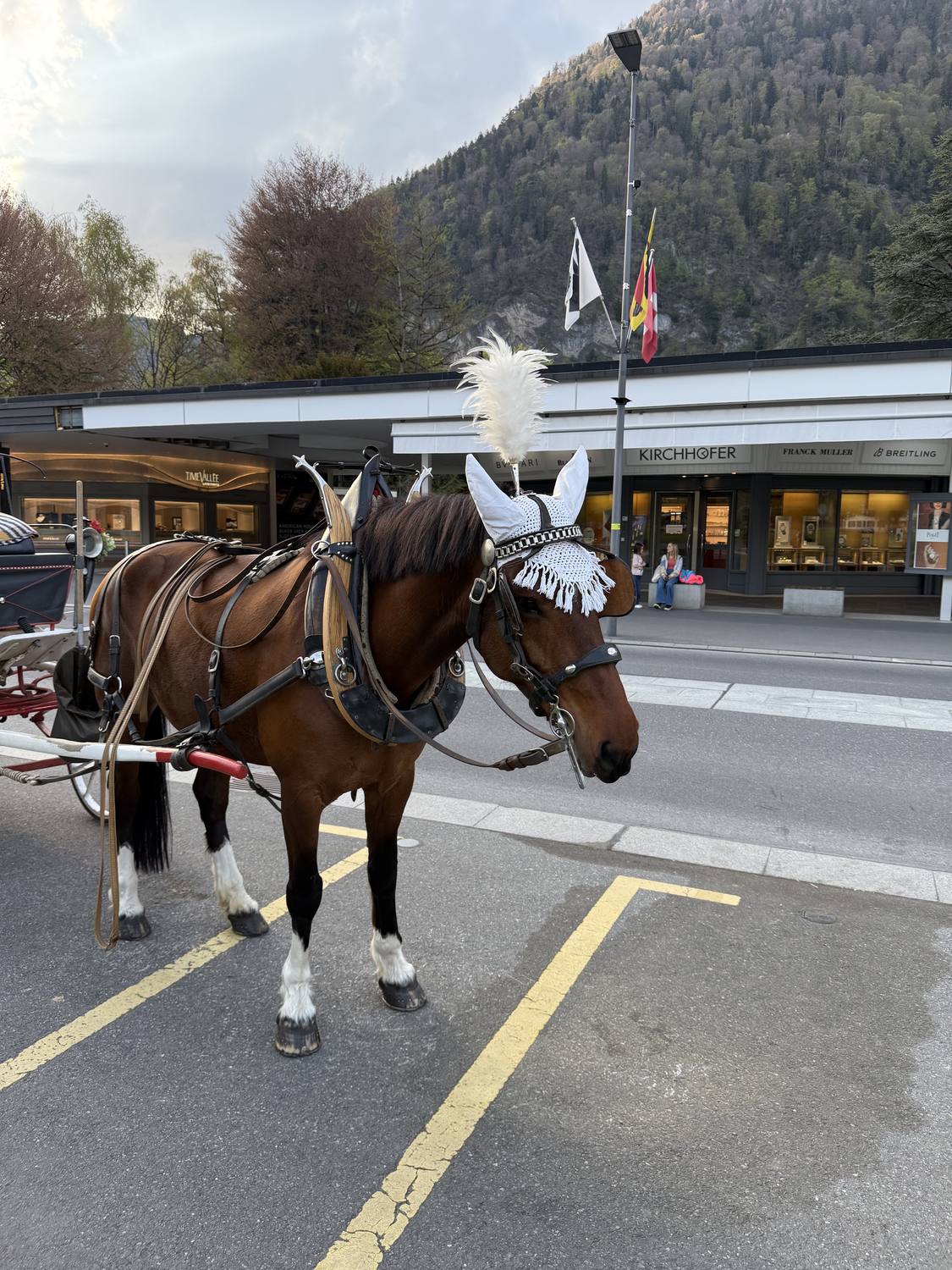 A plumed carriage horse waiting on the main street of Interlaken