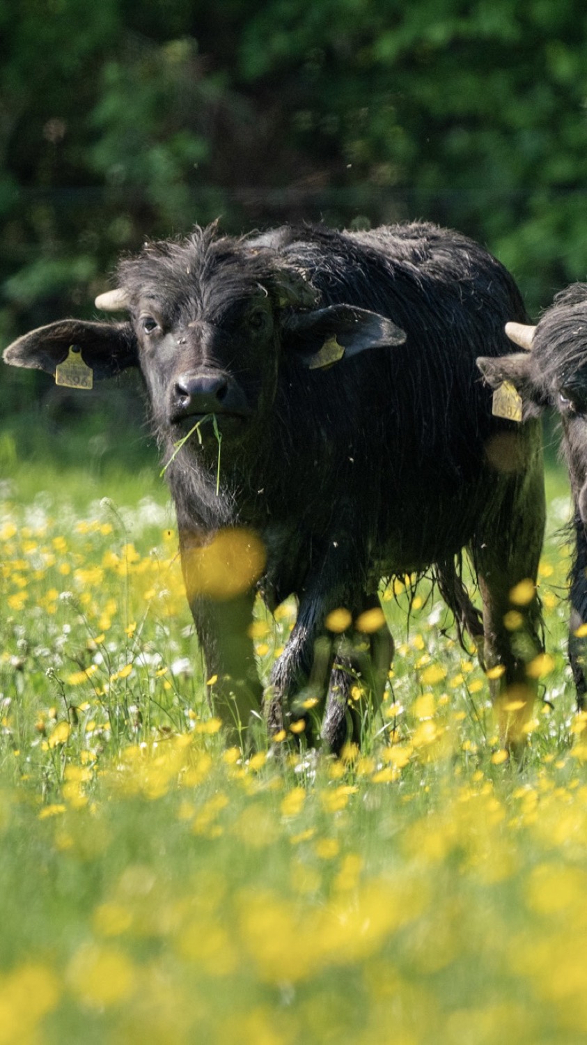 Water buffalo grazing in a Swiss meadow full of buttercups