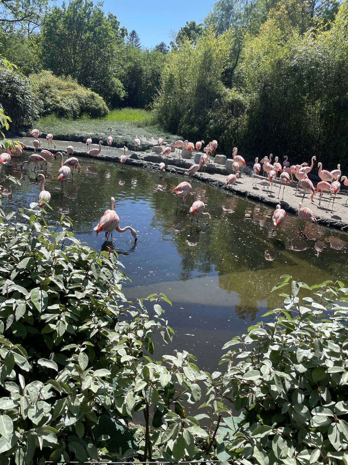 Flamingos wading in their pond at Zurich Zoo