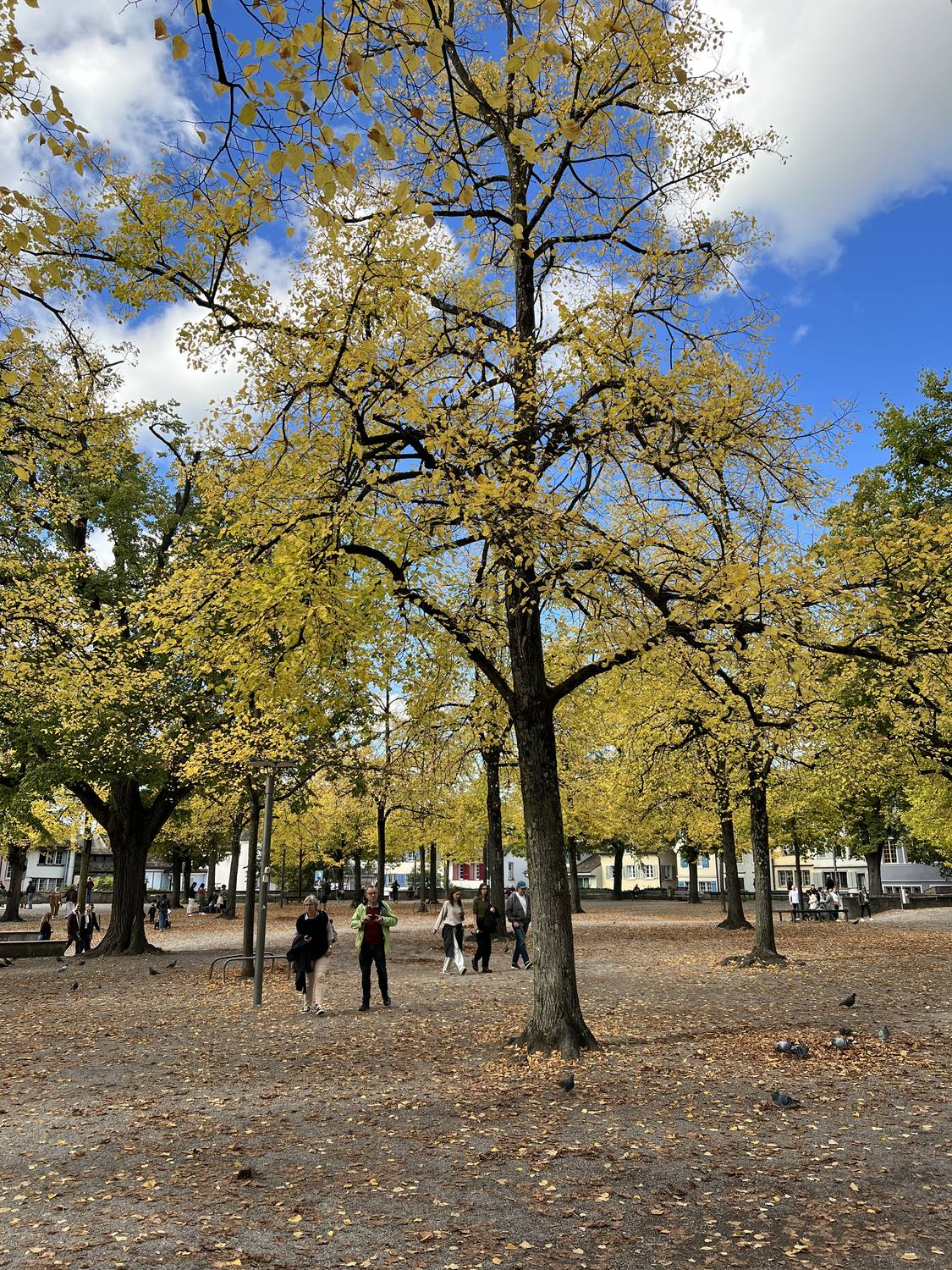 The Lindenhof square in Zurich under its plane trees in autumn colours